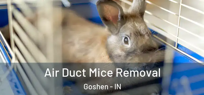  Air Duct Mice Removal Goshen - IN